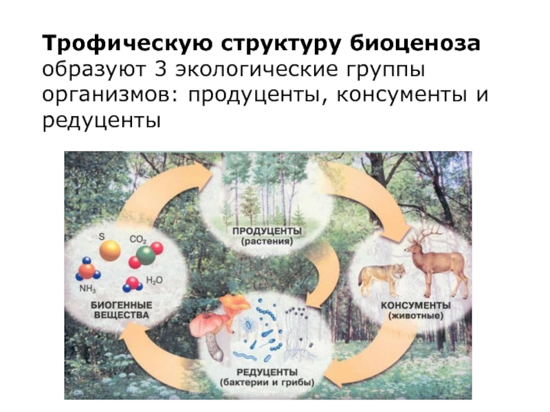 Трофическую структуру биоценоза образуют 3 экологические группы организмов:
