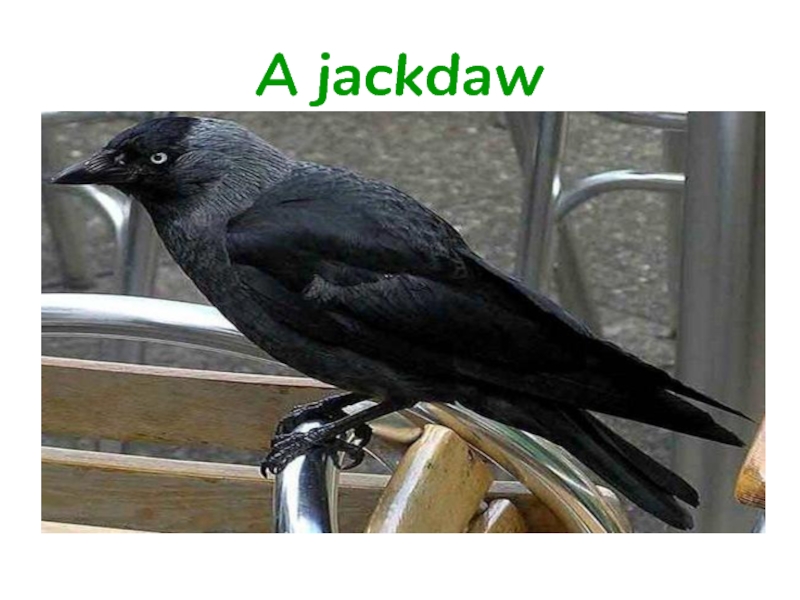 A jackdaw