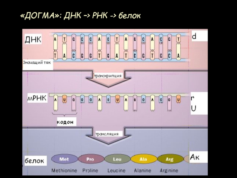 «ДОГМА»: ДНК –> РНК -> белок