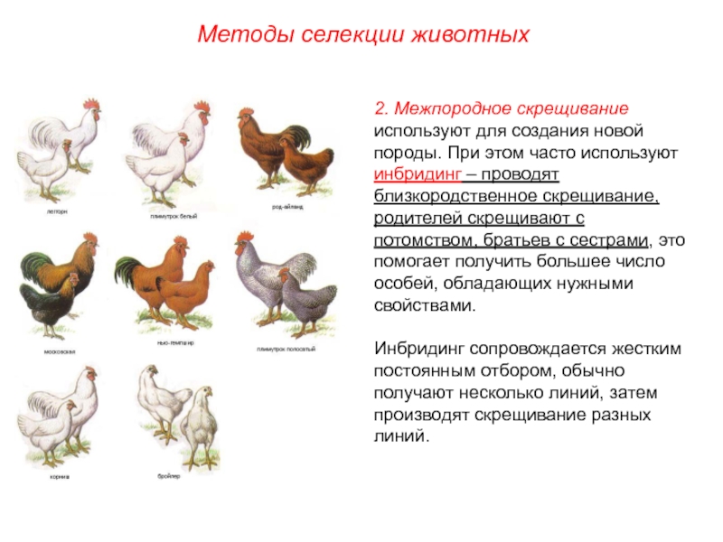 Значение близкородственного скрещивания проект