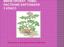 Растение картофеля 3 класс