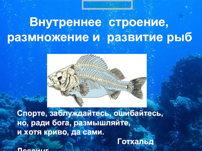 Презентация Внутреннее строение и размножение рыб