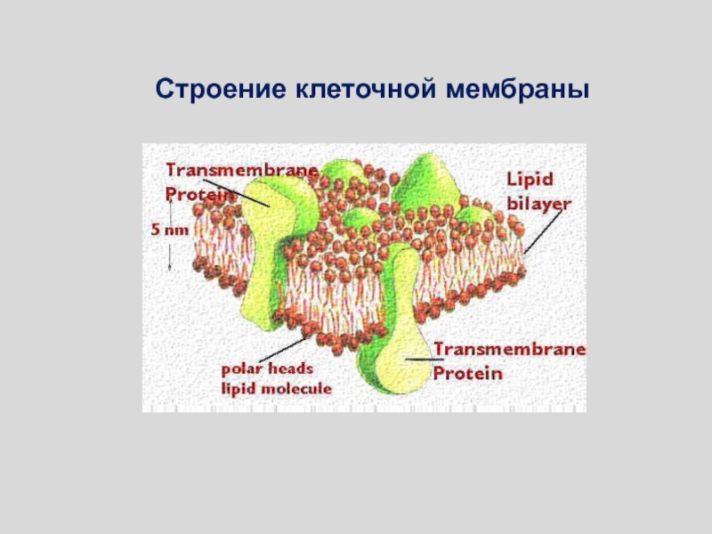 Рисунок клеточной мембраны