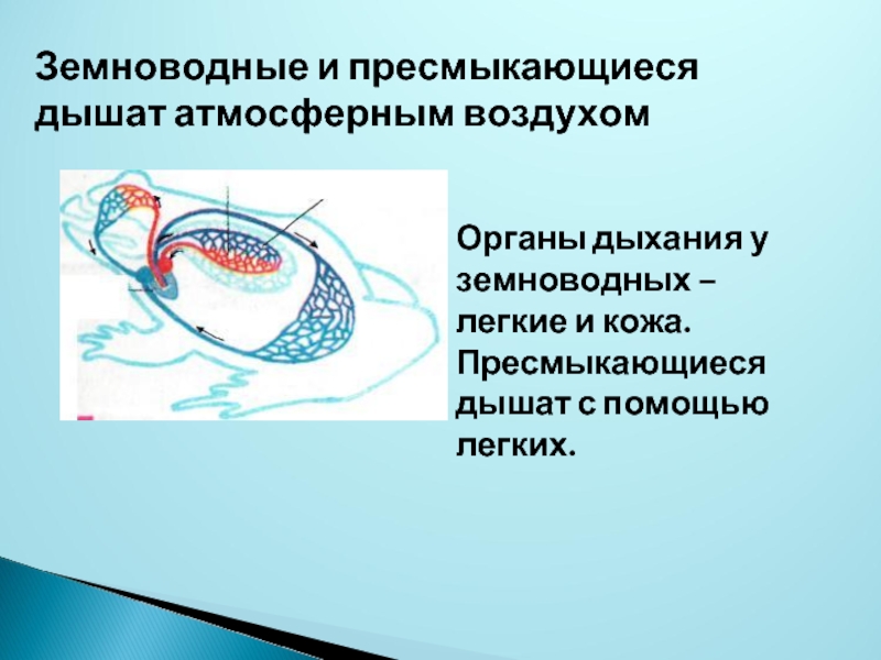 Каким процессам помогают легкие. Пресмыкающиеся дышат с помощью. Органы дыхания и газообмен. Органы дыхания и газообмен у пресмыкающихся. Пресмыкающиеся дышат атмосферным воздухом.