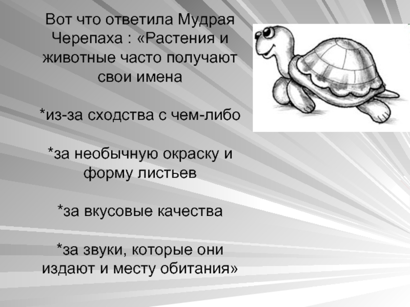 Мудрая черепаха подобрала пословицы