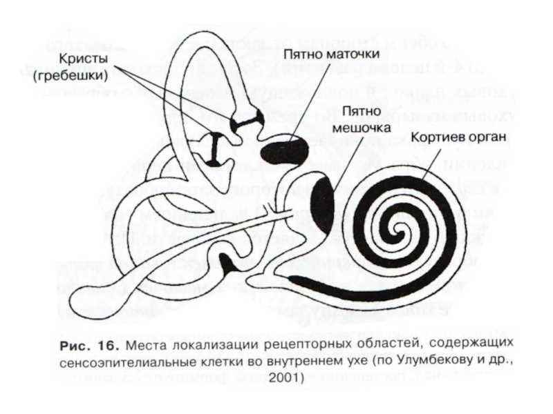 Вестибулярный аппарат строение рисунок