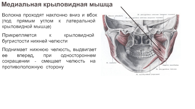 Крыловидная мышца челюсти фото