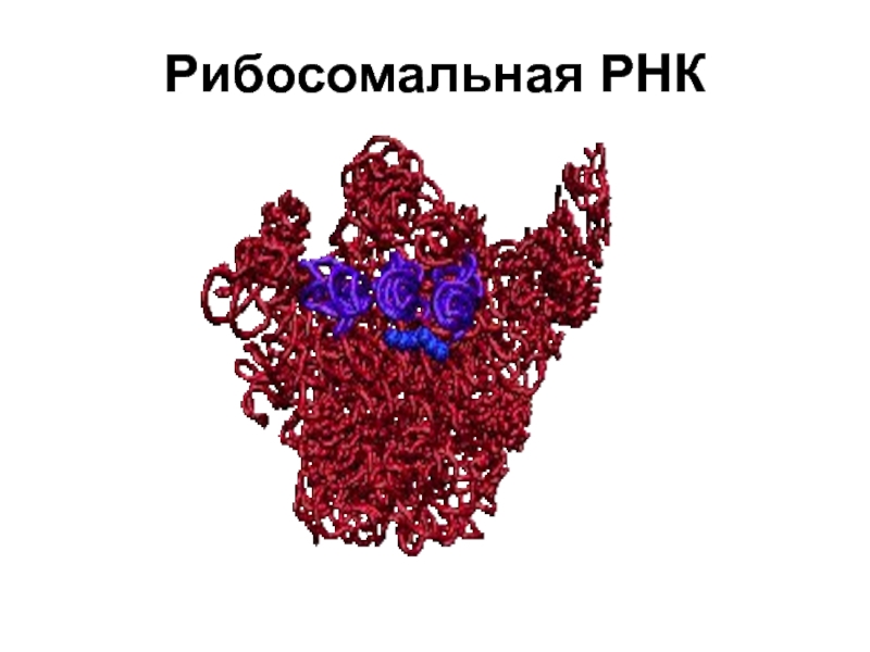 Ррнк. Рибосомная РНК. Рибосомальные РНК (РРНК).. РРНК функции.