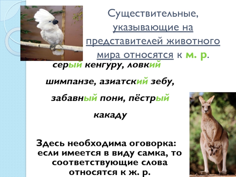 Род какаду в русском