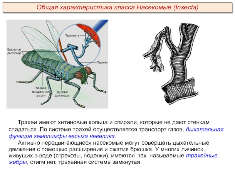 Трахеи имеют хитиновые кольца и спирали, которые не дают стенкам спадаться. По системе трахей осуществляется транспорт газов,