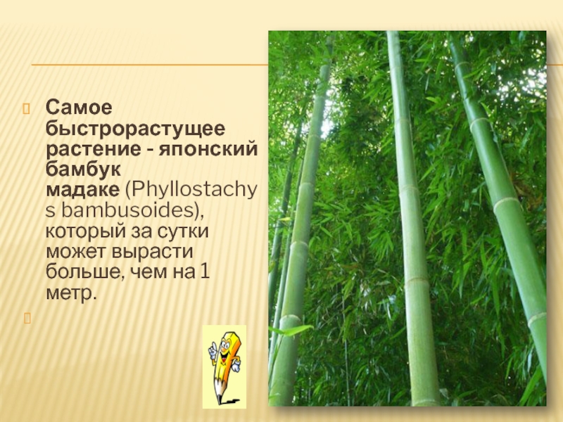 Жизненная форма бамбука это. Японский бамбук Мадаке. Скорость роста бамбука. Бамбук растёт со скоростью. Рост бамбука в сутки.