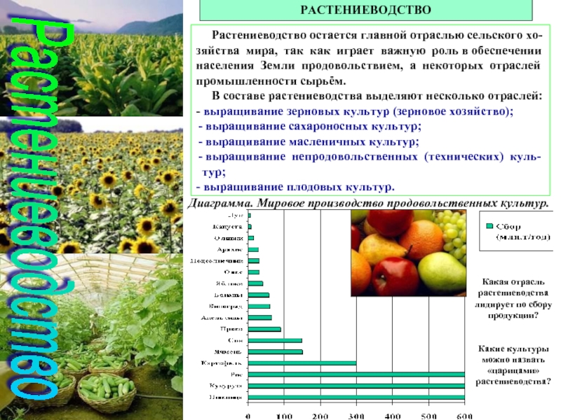 Зерновое хозяйство мира презентация