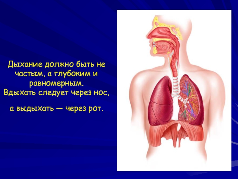 3 класс окружающий мир плешаков дыхание и кровообращение презентация