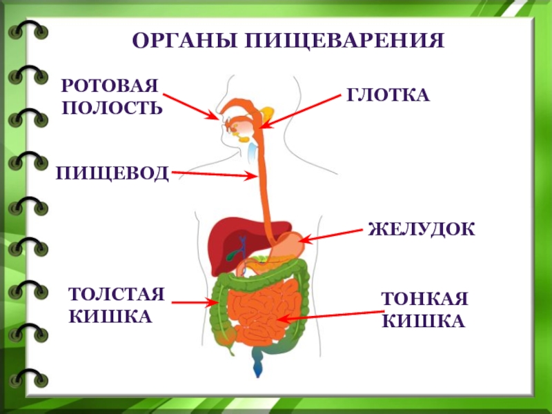 Проект пищеварительная система 3 класс