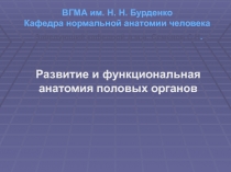 ВГМА им. Н. Н. Бурденко Кафедра нормальной анатомии человека Заведующий