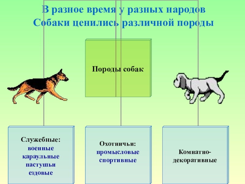 Презентация собаки. Собака для презентации. Охотничье и служебные собаки. Проект про собак. Проект породы собак.