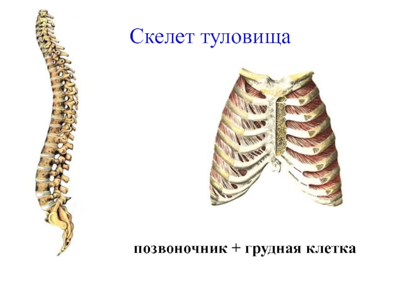 Ребро отдел скелета. Скелет человека скелет туловища. Скелет туловища Грудина. Скелет туловища человека позвоночник грудная клетка. Строение скелета Позвоночный столб грудная клетка.