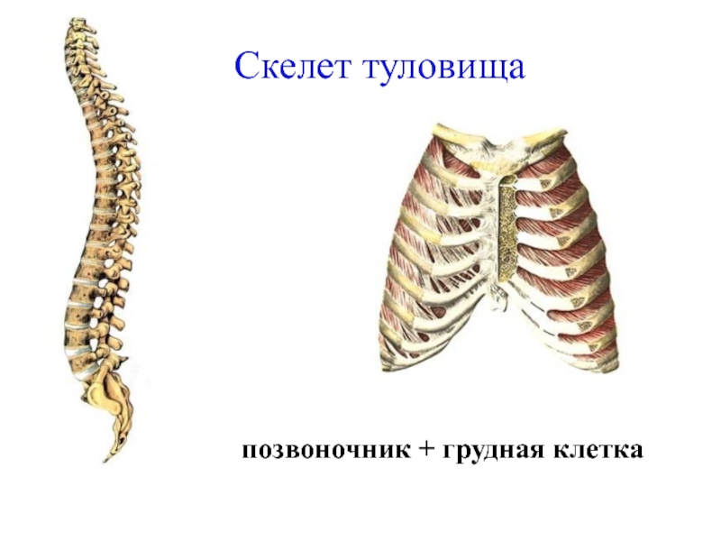 Скелет туловища образован. Скелет человека скелет туловища. Скелет туловища позвоночник и грудная клетка. Скелет туловища,позвоночник,ребра,Грудина. Скелет туловища человека анатомия грудная клетка.