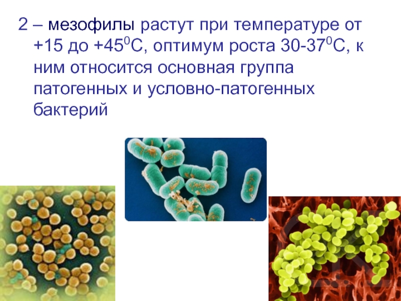 Экология микроорганизмов презентация