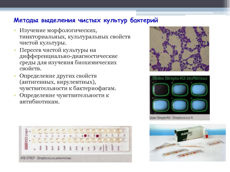 Методы получения чистых культур. Методы выделения чистых культур бактерий. Методы выявления чистых культур бактерий. Методы выявления чистых культур микроорганизмов. Методы изучения выделенных культур микроорганизмов.