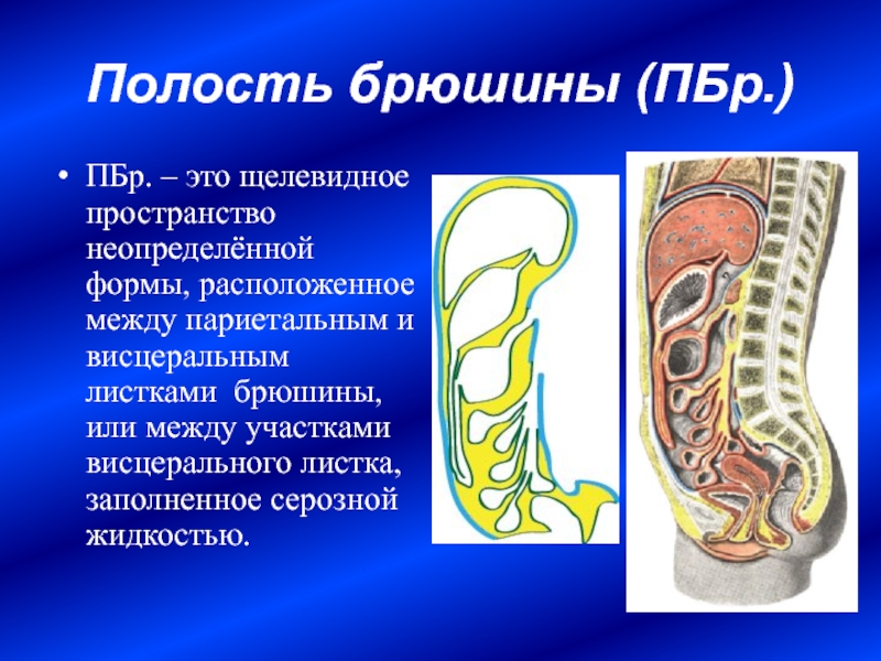 Анатомия брюшины. Строение париетальной брюшины. Пристеночный листок брюшины. Брюшная полость париетальная брюшина. Париетальный листок брюшины образует.