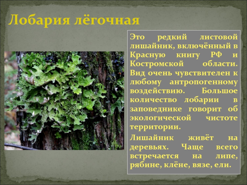 Кологривский лес презентация