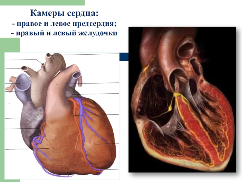 Картинка левый желудочек