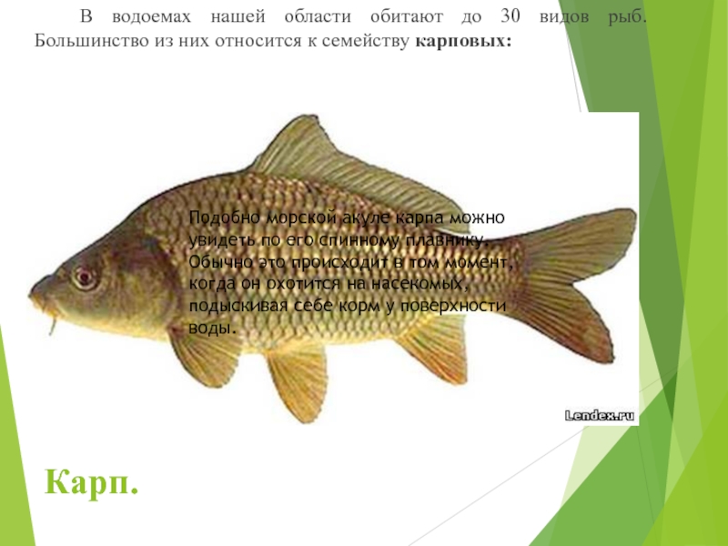 Животный мир курской области презентация