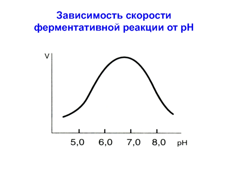 Термостабильность ферментов. Зависимость скорости ферментативной реакции от фермента. Зависимость ферментативной реакции от PH. Зависимость фермента от РН. Зависимость ферментов от PH.