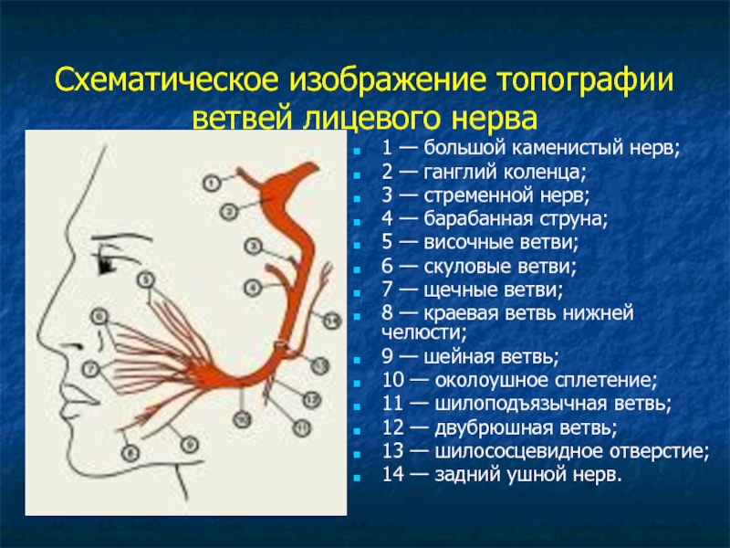 Лицевой нерв справа. Мышцы иннервируемые ветвями лицевого нерва. Топография ветвей лицевого нерва. Ветви лицевого нерва схема. Лицевой нерв анатомия топография.