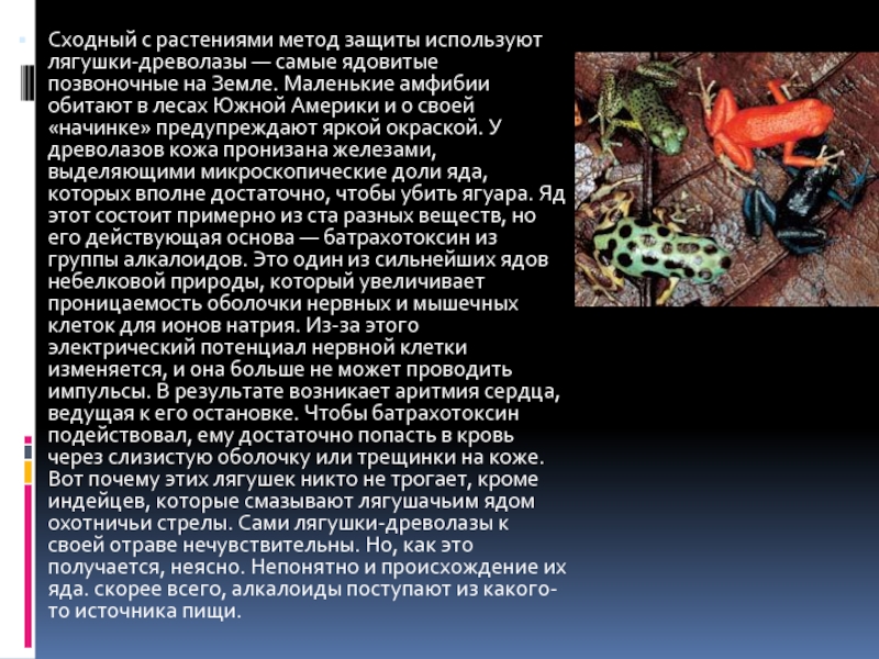 Сходный с растениями метод защиты используют лягушки-древолазы — самые ядовитые позвоночные на Земле. Маленькие амфибии обитают в