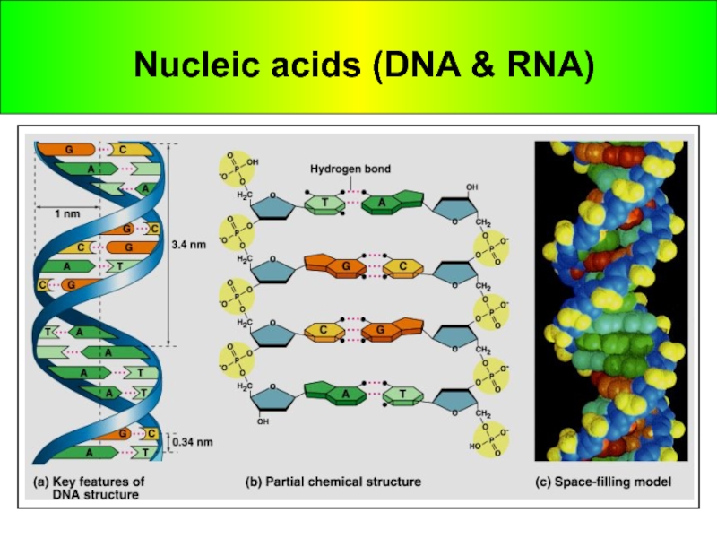 Nucleic acids (DNA & RNA)