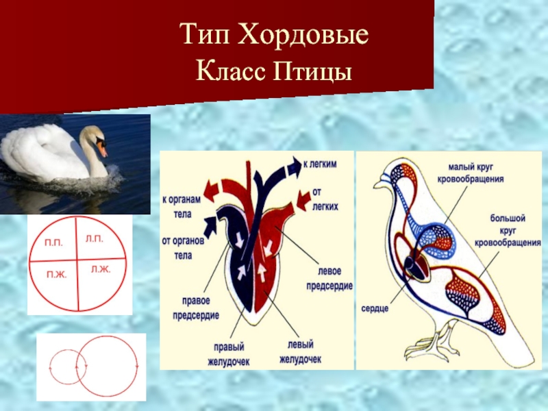 Тип хордовые. Класс кровеносная система хордовых. Тип хордовы КЛАССПТИЦЫ. Тип Хордовые класс птицы. Кровеносная система типа хордовых класс птиц.