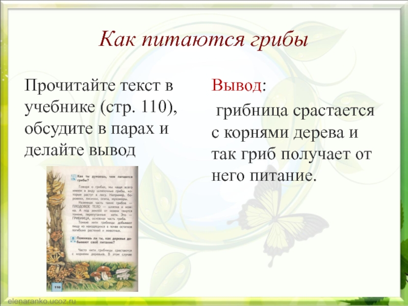 Грибы читай. Как питаются грибы. Чем питаются грибы 2 класс окружающий мир. Грибы питаются как но растут как. Как грибы питаются текст.