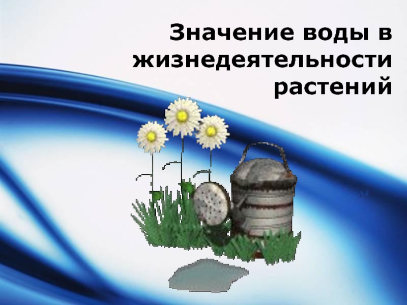 Презентация Значение воды в жизнедеятельности растений