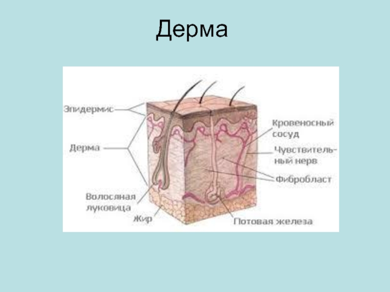 Дерма. Эпидерма дерма. Дерма или собственно кожа это. Дерма презентация.