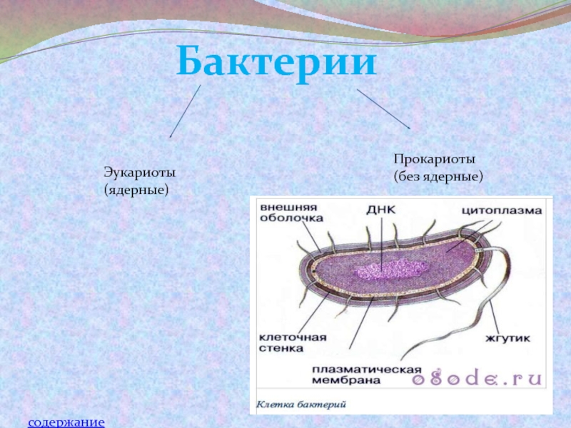 Бактерии доядерные организмы 7 класс