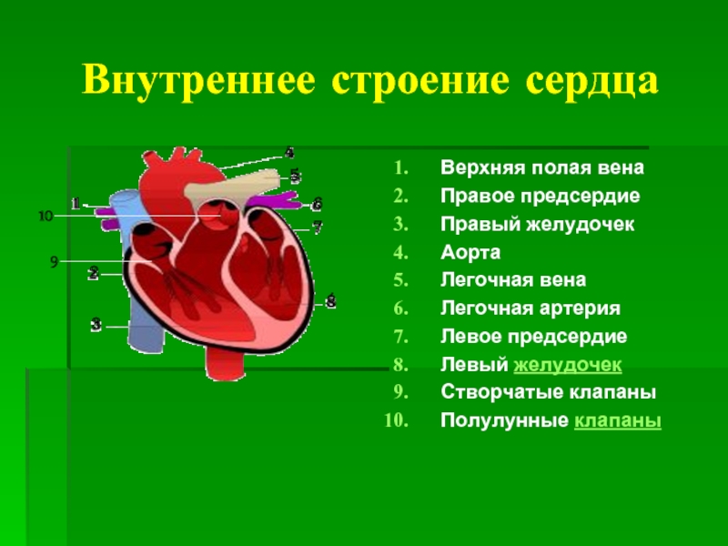 Внутреннее строение сердцаВерхняя полая венаПравое предсердиеПравый желудочекАортаЛегочная венаЛегочная артерияЛевое предсердиеЛевый желудочекСтворчатые клапаныПолулунные клапаны 32  1 45