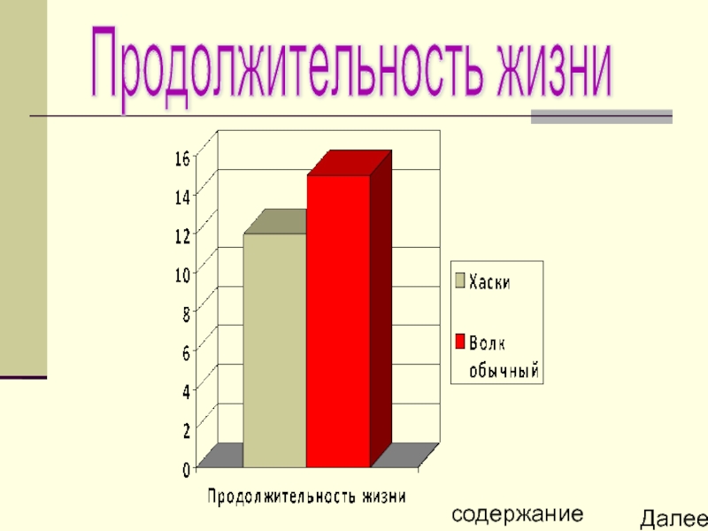 2 жизни содержание. Продолжительность жизни волка. Продолжительность жизни хаски. Длительность жизни хаски. Средняя Продолжительность жизни волка.