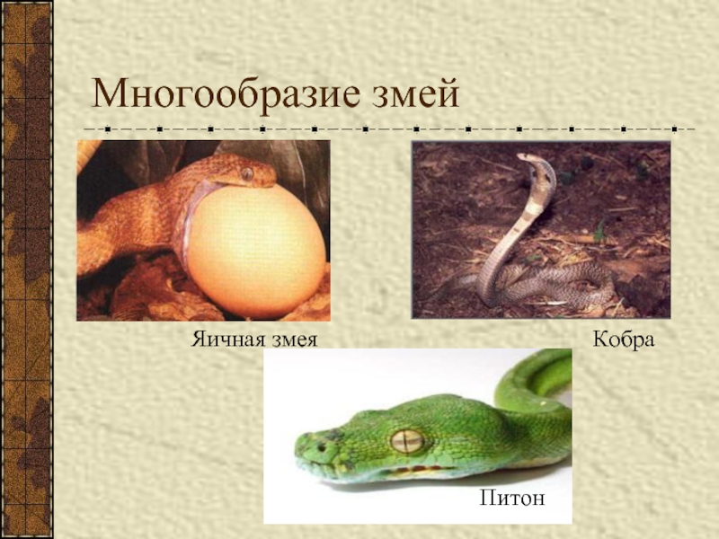 Многообразие змейЯичная змеяКобраПитон