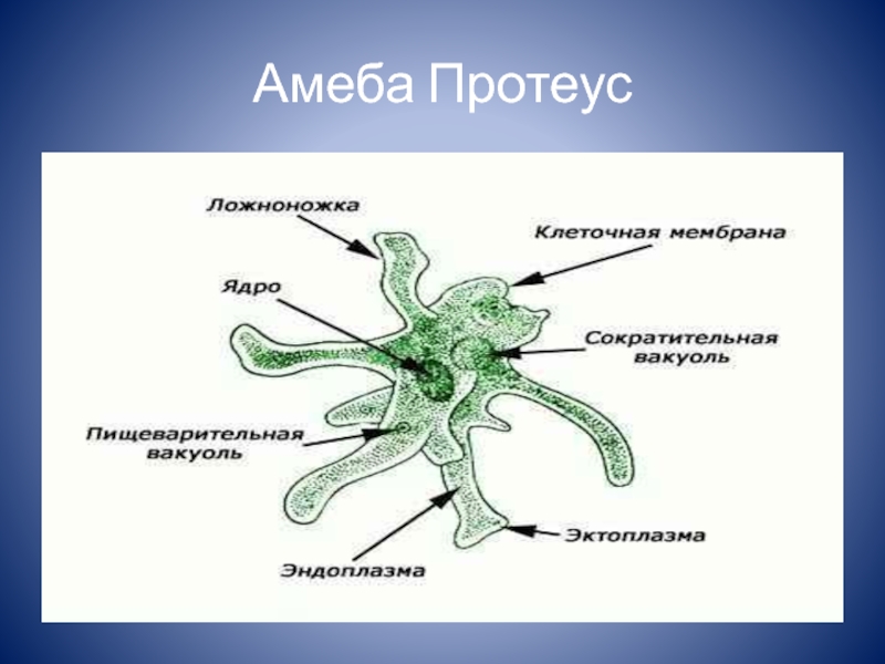 Амеба какая