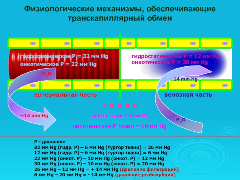 Механизм обмена. Механизм транскапиллярного обмена физиология. Механизмы транс капилярного обмена. Схема транскапиллярного обмена. Механизмы обеспечивающие Транскапиллярный обмен.