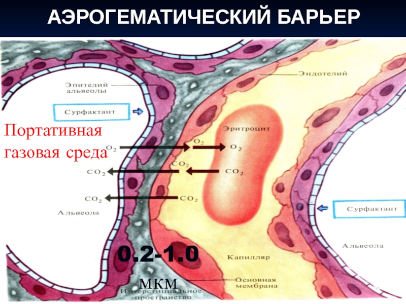 Аэрогематический барьер гистология рисунок