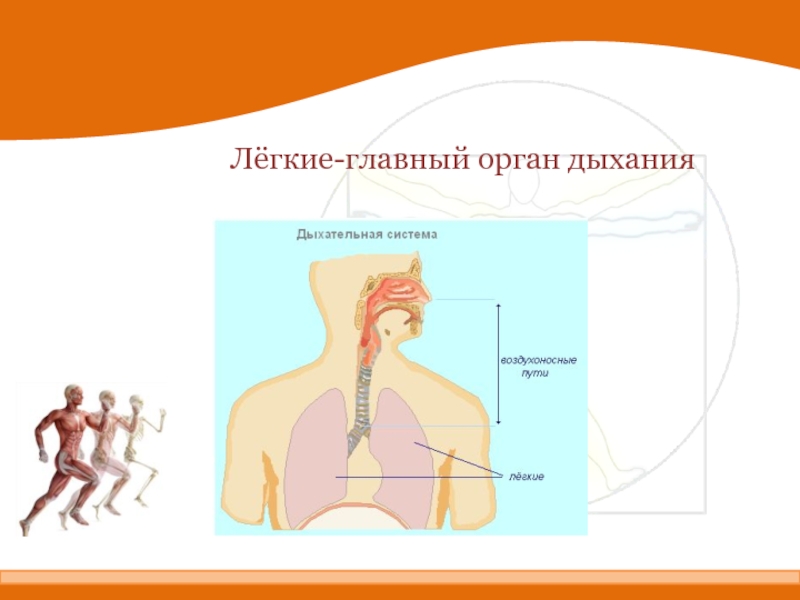 Легкое дыхание презентация