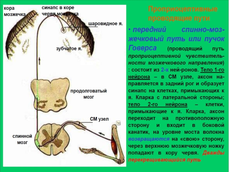 Путь говерса схема