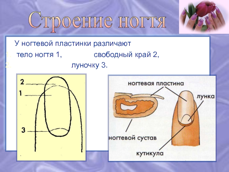 Ногтевая пластина это. Тело ногтя. Строение ногтя тело. Строение ногтя фото. Строение ногтя собаки.