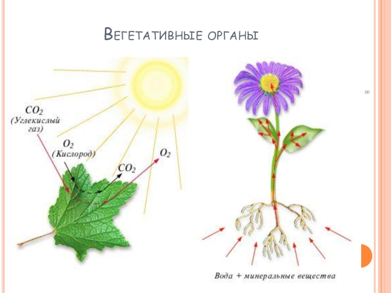 Вегетативные органы. Вегетативные цветы. Органы ромашки. Органы ромашки рисунок. Главные вегетативные органы
