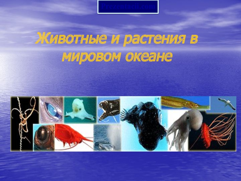 Презентация Животные и растения в мировом океане
