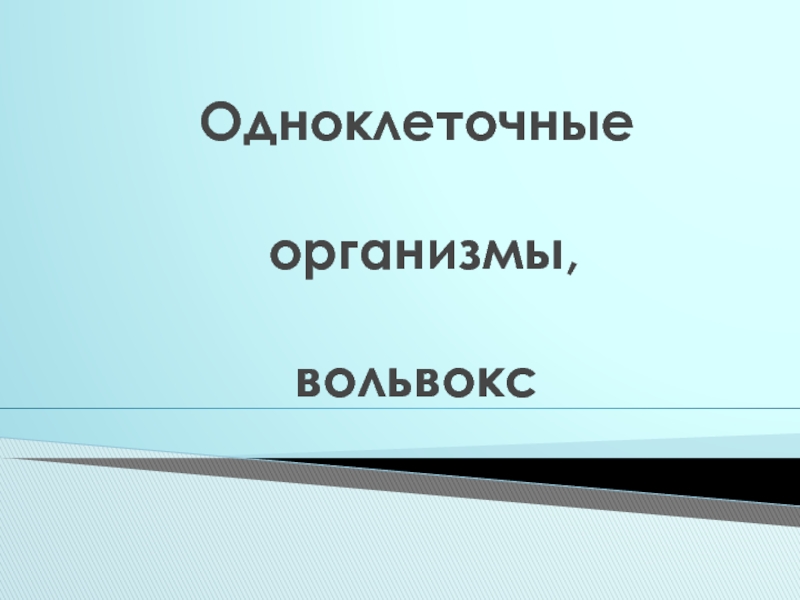 Презентация Одноклеточные организмы. Вольвокс