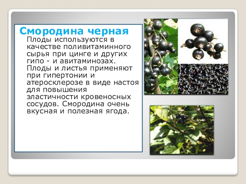 Листья черного польза. Лекарственные плоды. Смородина лекарственное растение. Плоды черной смородины. Смородина для давления.